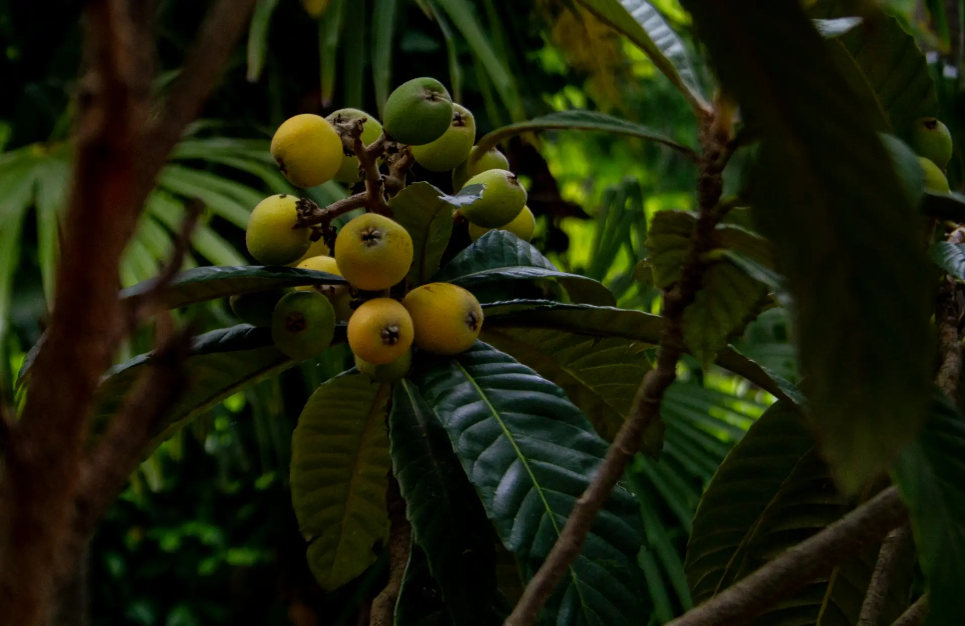 A bunch of fruit is growing on a tree
